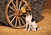 DOG 07 RK0494 01
Pointer Shepherd Mix Sitting By Wagon Wheel