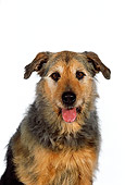 DOG 07 RK0500 05
Head Shot Of Mixed Breed Smiling On White Seamless Studio
