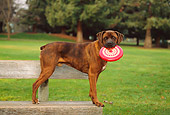 DOG 07 RK0509 01
Profile Shot Of Mixed Breed Boxer Standing On Park Bench With Frisbee In Mouth