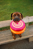 DOG 07 RK0511 05
Wide Angle Shot Of Mixed Breed Boxer Sitting On Park Bench With Frisbees In Mouth