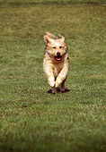 DOG 07 RK0515 01
Head On View Of Mixed-Breed Dog Running On Grass