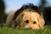 DOG 07 RK0522 02
Head Shot Of Mixed Breed Laying With Head Down On Grass