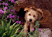 DOG 07 RK0537 05
Head Shot Of Mixed Breed In Tree Hole Stump By Purple Flowers