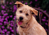 DOG 07 RK0540 05
Head Shot Of Mixed Breed Sitting On Wooden Chair Purple Flowers Background