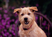 DOG 07 RK0540 07
Head Shot Of Mixed Breed Sitting On Wooden Chair Purple Flowers Background