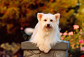DOG 07 RK0550 02
Mixed Breed Terrier Laying On Pedestal