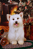 DOG 07 RK0554 03
Mixed Breed Terrier Sitting On Rug Christmas Background