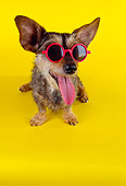 DOG 07 RK0570 01
Wirehair Dachshund Terrier Mix Wearing Sunglasses On Yellow Seamless
