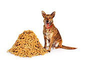 DOG 07 RK0571 01
Mixed Breed Sitting Next To A Pile Of Dog Treats On White Seamless