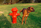DOG 07 RK0572 01
Mixed Breed Boxer In Act Of Urinating On Fire Hydrant On Grass