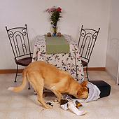 DOG 07 RS0001 02
Yellow Labrador Mix Getting Food Out Of Garbage
