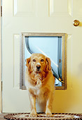 DOG 07 RS0020 01
Golden Retriever Enterinng Through Dog Door
