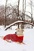 DOG 07 RS0022 01
Mixed Breed Laying On Snow Wearing Sweater
