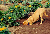 DOG 07 RS0025 01
Yellow Labrador Retriever Digging In Garden By Flowers