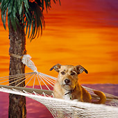 DOG 07 RS0034 01
Mixed Breed Dog Relaxing In Hammock