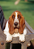 DOG 08 CB0003 01
Portrait Of Basset Hound Laying On Park Bench