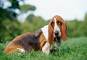 DOG 08 CB0006 01
Portrait Of Basset Hound Sitting On Grass
