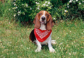 DOG 08 CE0007 01
Basset Hound Sitting On Grass Wearing Red Bandana