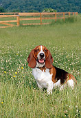 DOG 08 CE0008 01
Basset Hound Sitting In Field