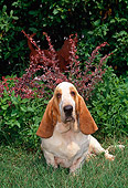 DOG 08 CE0010 01
Basset Hound Sitting In Grass By Shrubs