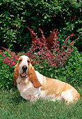 DOG 08 CE0011 01
Basset Hound Laying In Grass By Shrubs