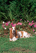 DOG 08 CE0012 01
Basset Hound Laying In Grass By Pink Flowers