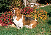 DOG 08 FA0001 01
Basset Hound Sitting On Grass By Red Flowers And House
