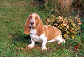 DOG 08 FA0002 01
Basset Hound Sitting On Grass By Flowers
