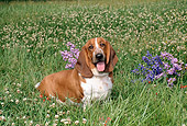 DOG 08 FA0003 01
Basset Hound Sitting In Grass By Lavender Flowers