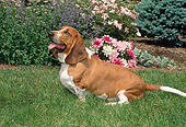 DOG 08 FA0004 01
Basset Hound Sitting In Grass By Pink And Lavender Flowers