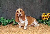 DOG 08 FA0005 01
Basset Hound Sitting On Tan Bark By Sunflowers