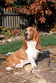 DOG 08 FA0006 01
Basset Hound Sitting On Tan Bark By Rocks