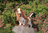 DOG 08 FA0008 01
Basset Hound Standing On Rock By Shrubs