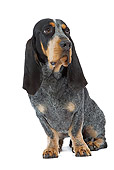DOG 08 JE0001 01
Blue Gascony Basset Hound Sitting On White Seamless