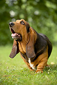 DOG 08 JE0005 01
Basset Hound Standing On Grass