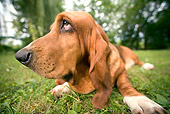DOG 08 JE0009 01
Close-Up Of Basset Hound Laying On Grass