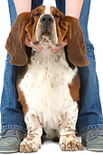 DOG 08 JE0022 01
Basset Hound Sitting Between Owner's Legs On White Seamless