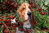 DOG 08 LS0005 01
Head Shot Of Basset Hound Sitting In Red Berries