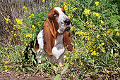 DOG 08 LS0006 01
Basset Hound Sitting In Yellow Flowers