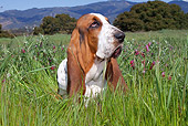 DOG 08 LS0008 01
Basset Hound Sitting In Field Of Tall Grass