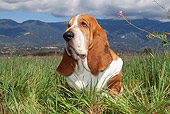 DOG 08 LS0010 01
Basset Hound Sitting In Field Of Tall Grass