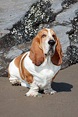 DOG 08 LS0017 01
Basset Hound Sitting On Wet Sand By Rocks