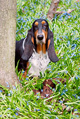 DOG 08 LS0018 01
Basset Hound Standing In Flowers Behind Tree