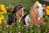 DOG 08 LS0024 01
Close-Up Of Two Basset Hounds Sitting In Garden