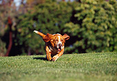DOG 08 RK0004 06
Basset Hound Running On Grass