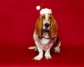 DOG 08 RK0016 02
Basset Hound Sitting Wearing Santa Hat Facing Camera Red Seamless Background