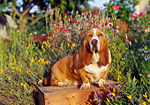 DOG 08 RK0023 01
Basset Hound Sitting On Wooden Table By Flower Garden