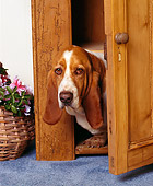 DOG 08 RK0026 04
Basset Hound Chester Peeking Through Door By Basket Of Pink Flowers Head Shot