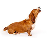DOG 08 RK0032 08
Profile Shot Of Basset Hound Chester Standing Howling On White Seamless
