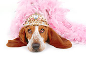 DOG 08 RK0094 03
Humorous Shot Of Basset Hound Wearing Crown And Pink Boa Feather On White Seamless